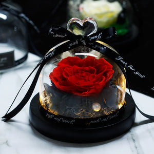 Midnight Rose in Glass Dome