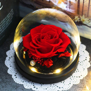 Luminous Midnight Rose Dome